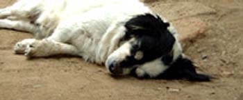 dog
