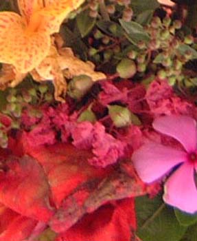 flores_1